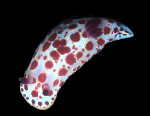 Chromodoris galexorum